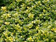 Тимьян лимонный (чебрец)