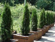 Карликовые хвойники