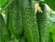 Партенокарпический огурец "Маша"