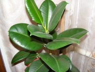 Фикус и уход ха ним