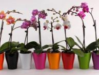 Размножать орхидею cnjbn!