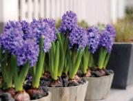 Гиацинт в горшках
