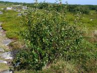 Карликовая ива