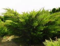 Можжевельник в саду