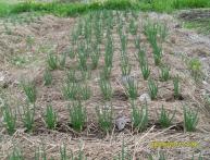 Мульчирование почвы на огороде