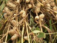 Арахис (земляной орех)