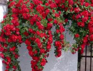 Роза плетистая алая