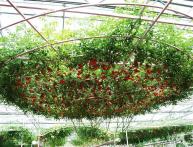 Дерево спрут f1