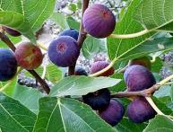 Инжир дерево