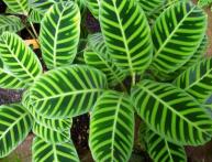 Calathea зебровидная