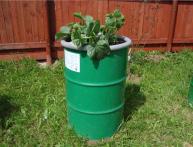 Огурцы в бочке дома