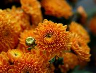 Хризантема