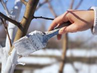 Покраска деревьев