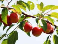 Плоды сливы генеральской