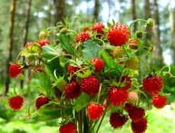 Земляника лесная