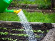 Правильный полив на участке