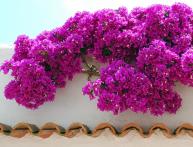 Бугенвиллия