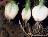 Гниль на луке