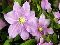 Clematis
