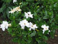 Большой куст гардении