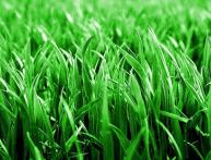 Полевица тонкая