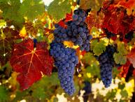 Виноград
