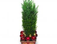 Комнатный можжевельник