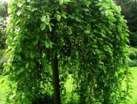 Ива козья Пендула