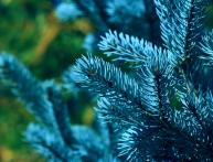 Голубая ель