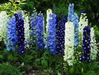 Дельфиниум в саду