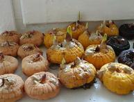 Гладиолусы