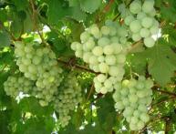 Зимостойкий виноград