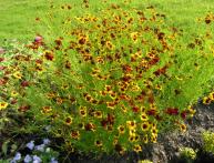 Кореопсис цветы