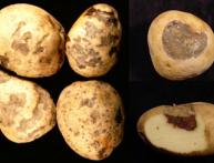 Болезни картофеля