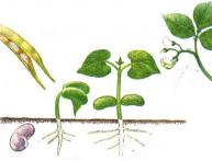 Размножение