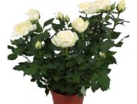 Роза белая на окне