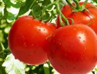 Томаты