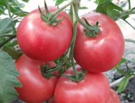 Помидоры