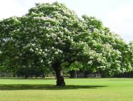 Лиственное дерево