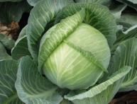 Cabbage