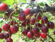 Черешня на вишне