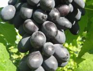 Виноград Муромец