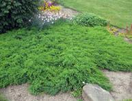 Можжевельник стелющийся