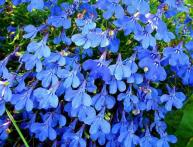 Lobelia