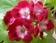 Pelargonium