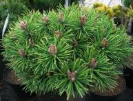 Сосна молодая