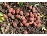 Картофель Розара