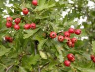 Боярышник сибирский