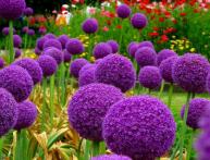 Осенние монголетники