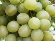 Белое чудо дозревает